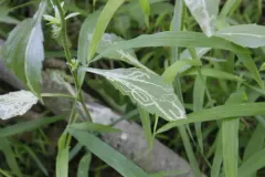 Phytomyza erigeronis thumbnail 1