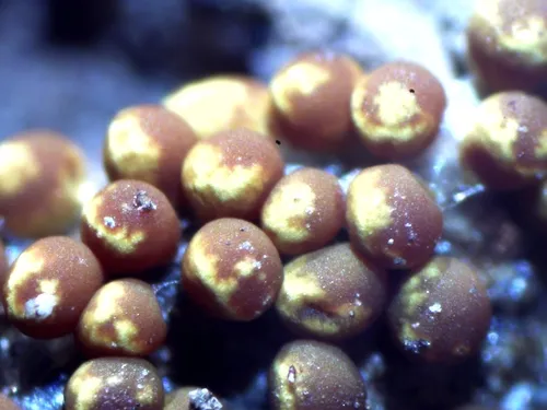 Oligonema affine