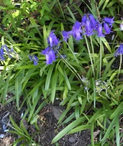 bluebell thumbnail 3