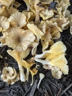 golden-gilled gerronema thumbnail 3