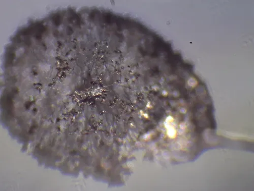 Meriderma carestiae