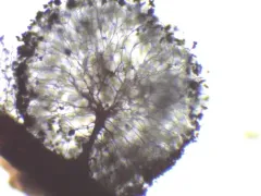 Meriderma aggregatum thumbnail 2