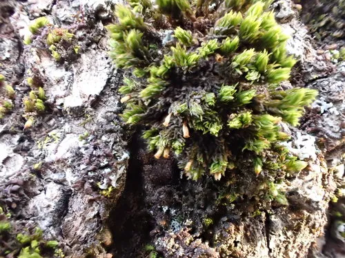 Orthotrichum consobrinum