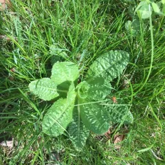 wild teasel thumbnail 2