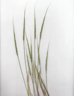 jointed goat grass thumbnail 3