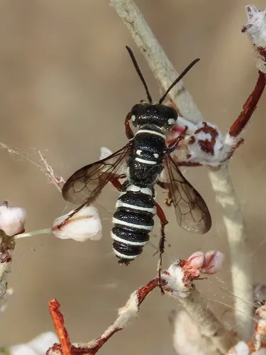 Eucerceris arenaria
