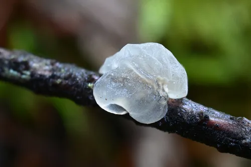 Tremella globispora