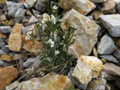 spear-fruited draba thumbnail 3