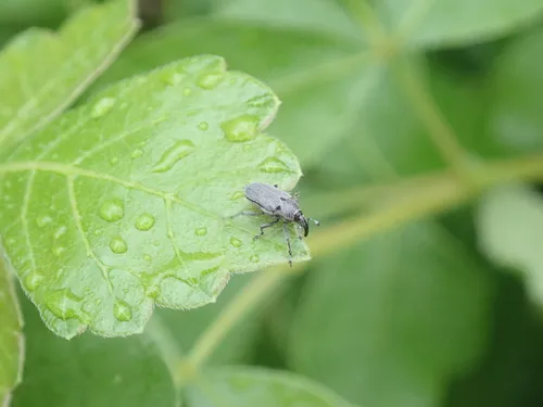 Potato Stalk Borer