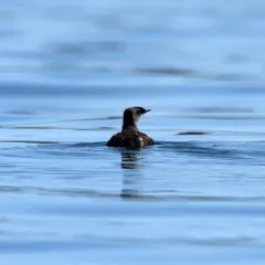 Marbled Murrelet thumbnail 3