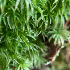 Catherine's moss thumbnail 1