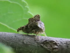 Heliria gibberata thumbnail 3