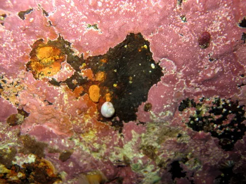 Greenland Topshell