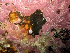 Greenland Topshell thumbnail 1