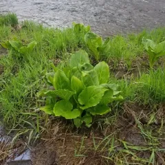 Eastern Skunk Cabbage