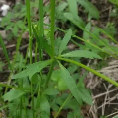 small-flowered buttercup thumbnail 2