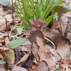 whorled loosestrife thumbnail 1