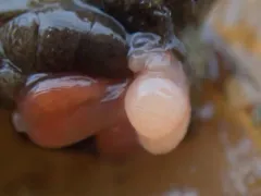 Liriopsis pygmaea thumbnail 3