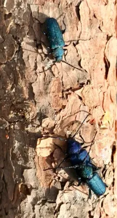Blackhorned Pine Borer thumbnail 4