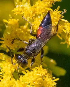 Larropsis distincta thumbnail 3