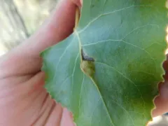 Pachypappa pseudobyrsa thumbnail 4