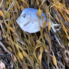 Atlantic Moonfish thumbnail 3