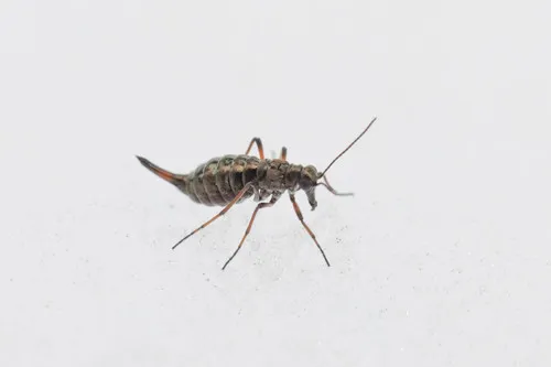 California Snow Scorpionfly