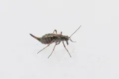 California Snow Scorpionfly thumbnail 1