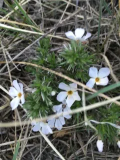 prairie phlox thumbnail 2