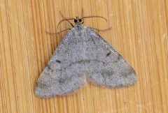 Macaria simplex thumbnail 2