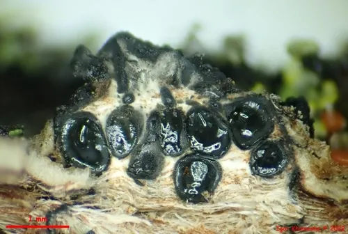 Anthostoma gastrinum