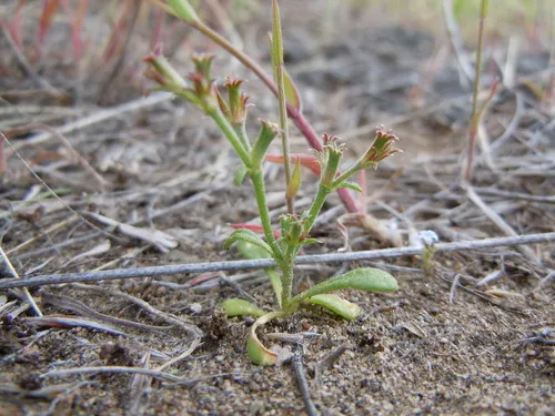 Brittle Spineflower
