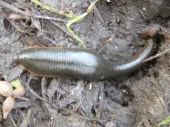 Haemopis terrestris thumbnail 3