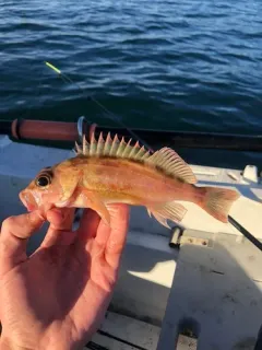 Puget Sound Rockfish thumbnail 3