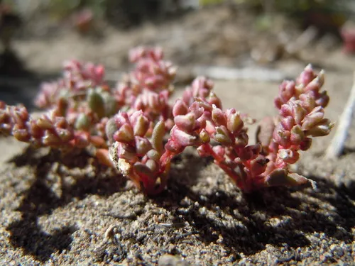 rosy calyptridium