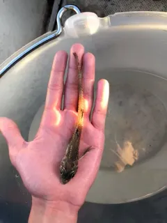 Blacktip Poacher thumbnail 4