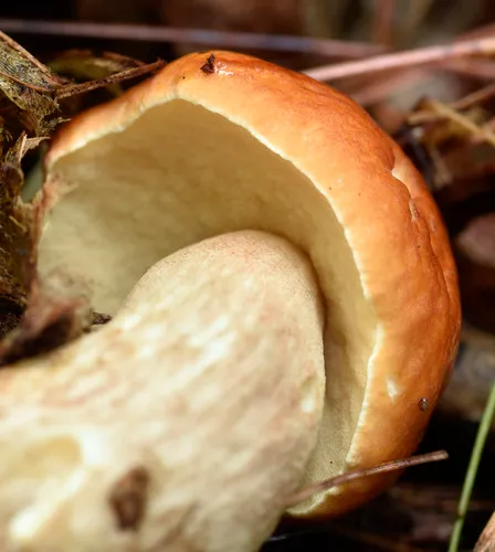 Burnt-orange Bolete