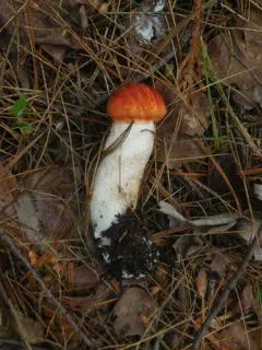 Leccinum piceinum thumbnail 3