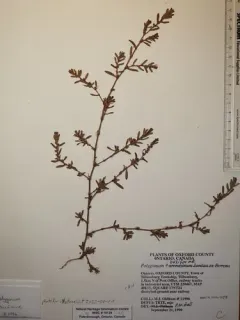 Small's Knotweed thumbnail 2