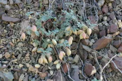 Challis Milkvetch thumbnail 3