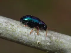 Violet Flea Beetle thumbnail 4
