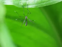 Bittacomorphella fenderiana thumbnail 2