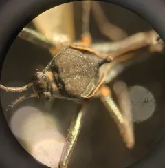 Broad-shouldered Water Strider thumbnail 3