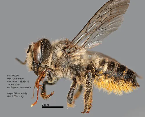 Silver-tailed Petalcutter