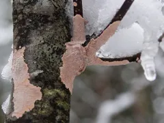 Corticium roseum thumbnail 4