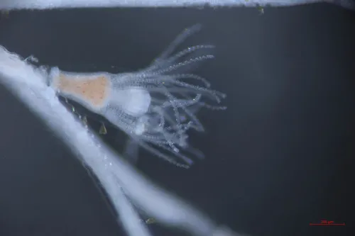 Black Sea Hydrozoan