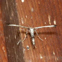 Eupatorium Plume Moth thumbnail 4