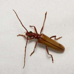 Discolored Long-horned Beetle thumbnail 4