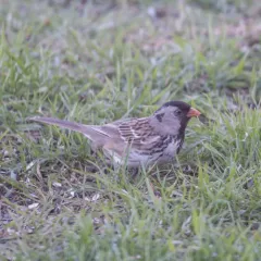 Harris's Sparrow thumbnail 2