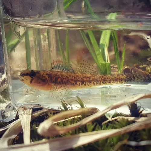 Iowa Darter